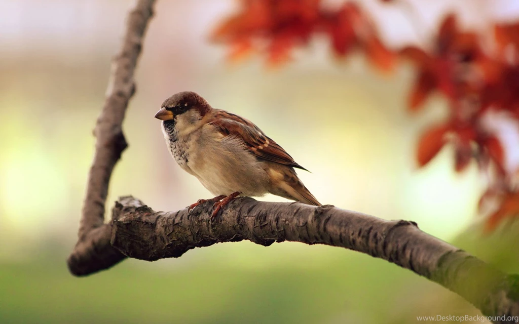Desktop 3d Animal Wallpapers