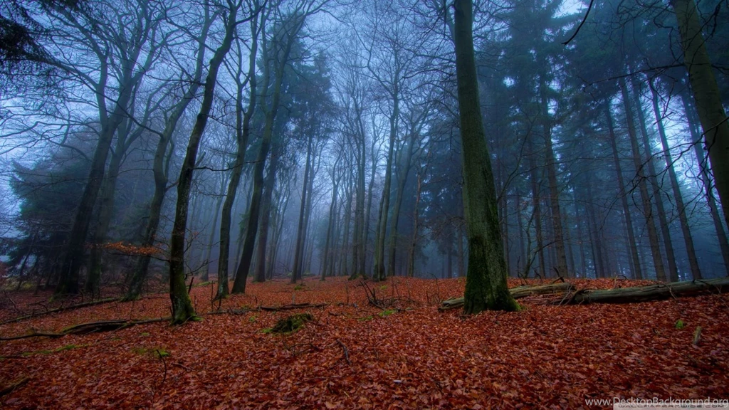 November In Forest HD Desktop Wallpapers : Widescreen : Fullscreen ...
