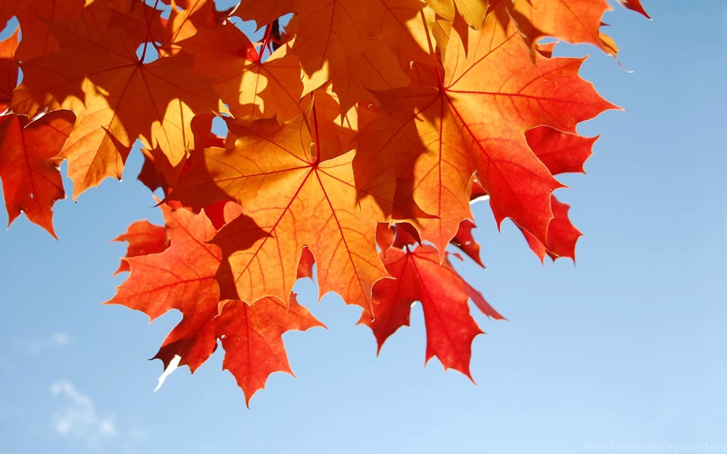 Sweet November By Obscureillusion On DeviantArt