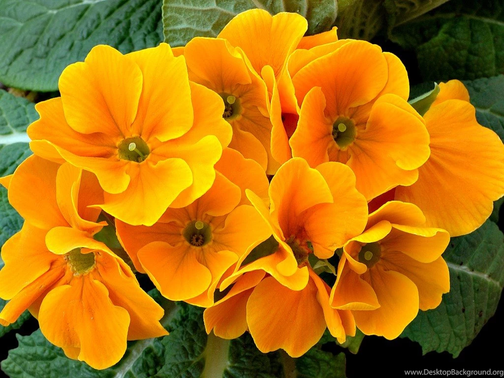 Wild Petunia, Lantana Camara & Pink Rose   Plants & Flowers ...