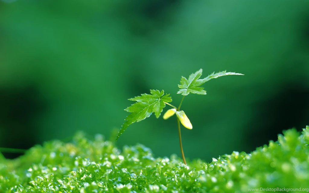 Plants HD Wallpapers