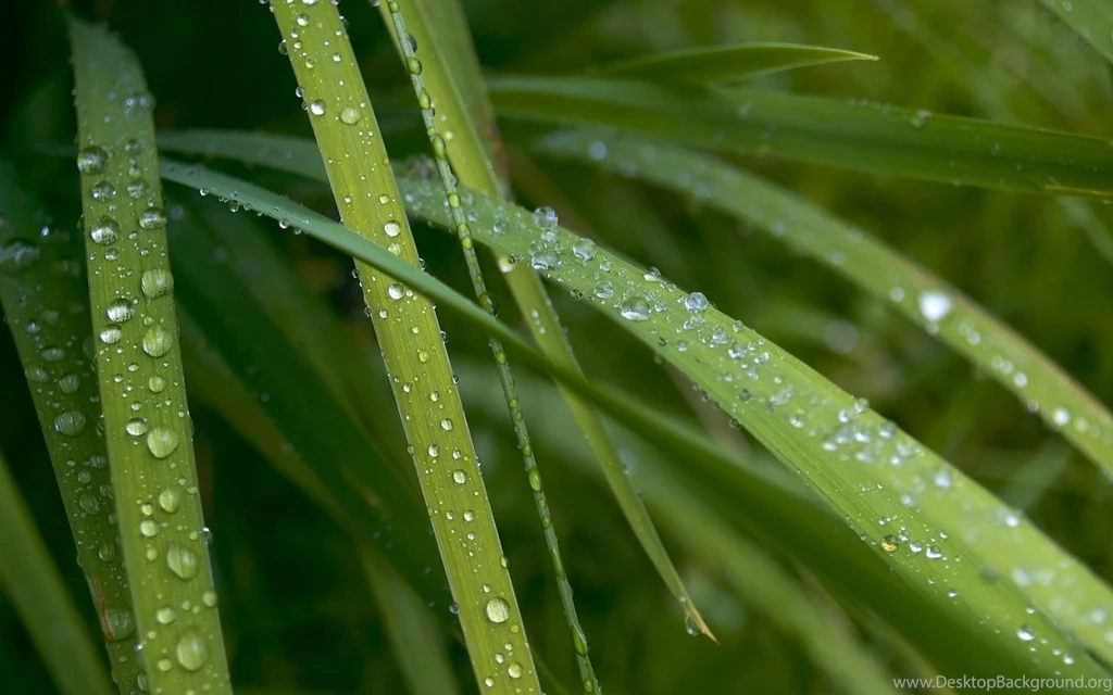Fresh Plants Wallpapers 5632