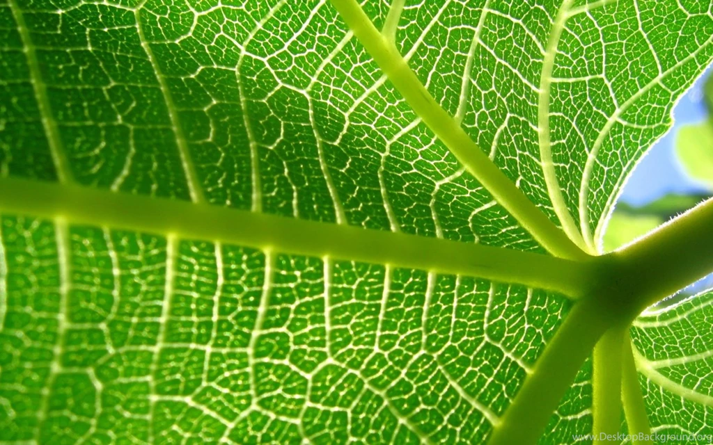 Free Screensavers And Wallpapers KScreensavers.com