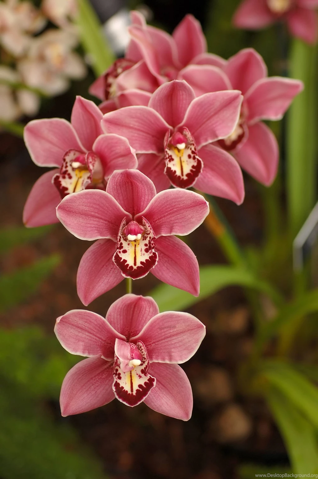 Flowers Plants Wallpapers (