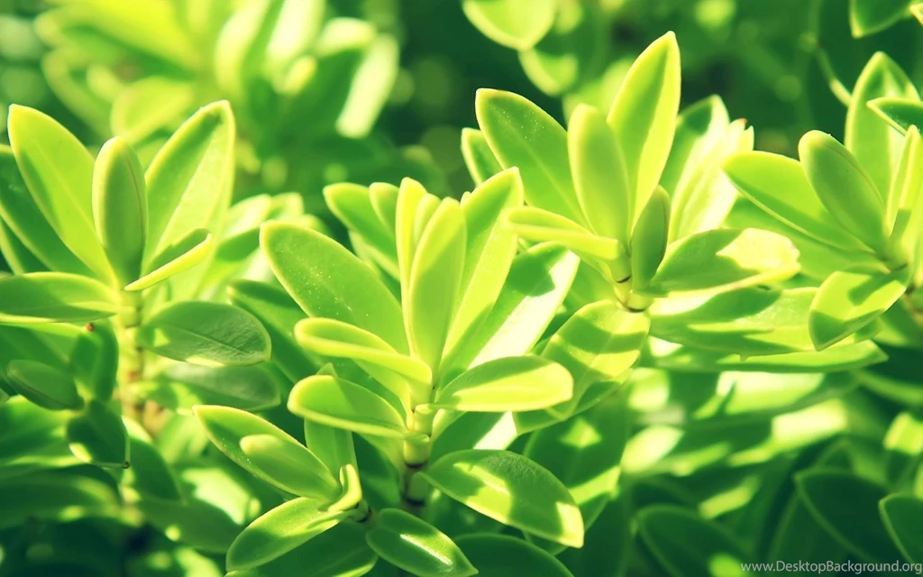 Fresh Plants Wallpapers Android Apps And Tests AndroidPIT