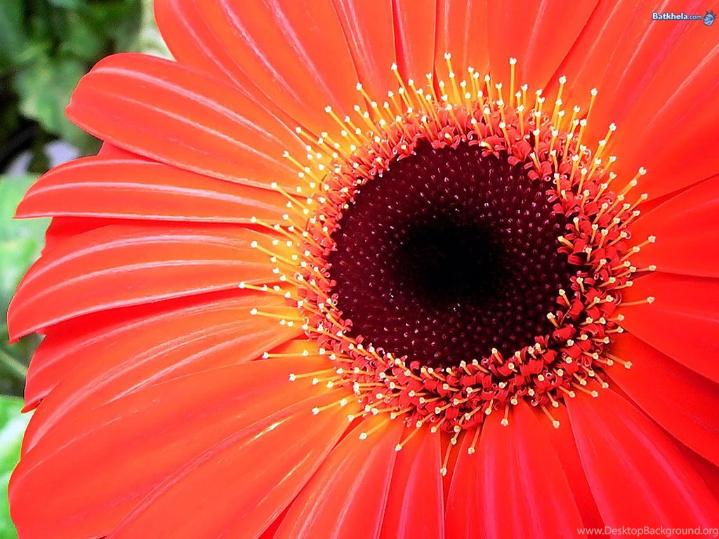 Vibrant! Flowers Wallpapers (248214) Fanpop