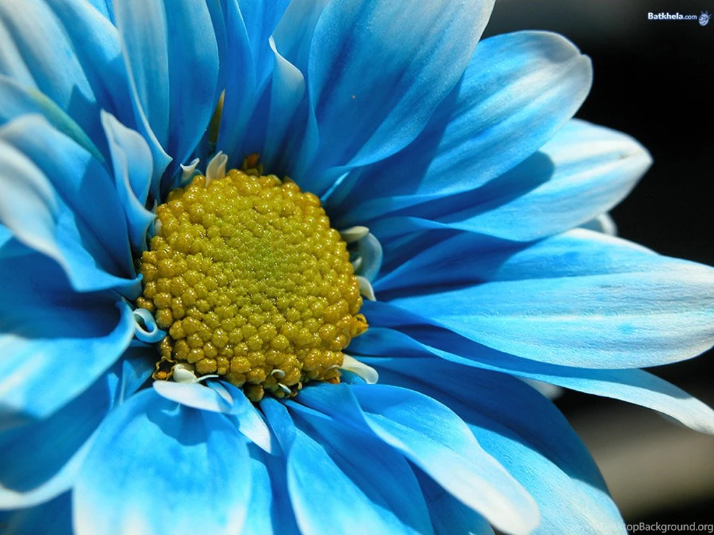 Vibrant   Flowers Wallpapers (248131)   Fanpop