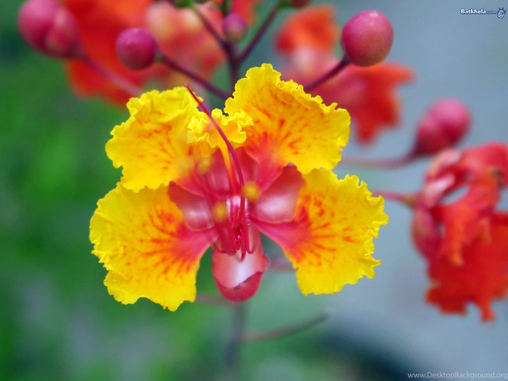 Vibrant!   Flowers Wallpapers (248218)   Fanpop