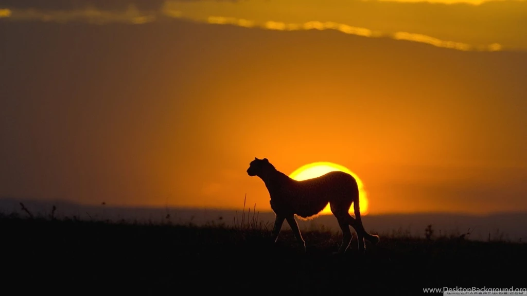 Wild Animal HD Desktop Wallpapers : Widescreen : High Definition ...