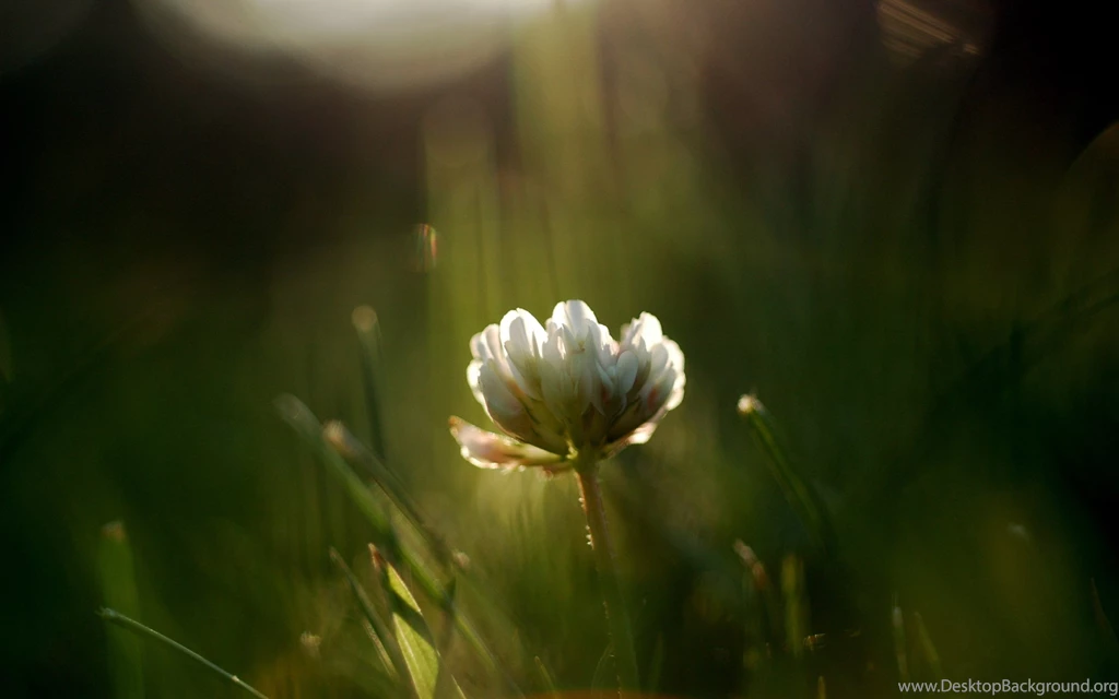White Flowers Desktop Wallpapers ~ Toptenpack.com