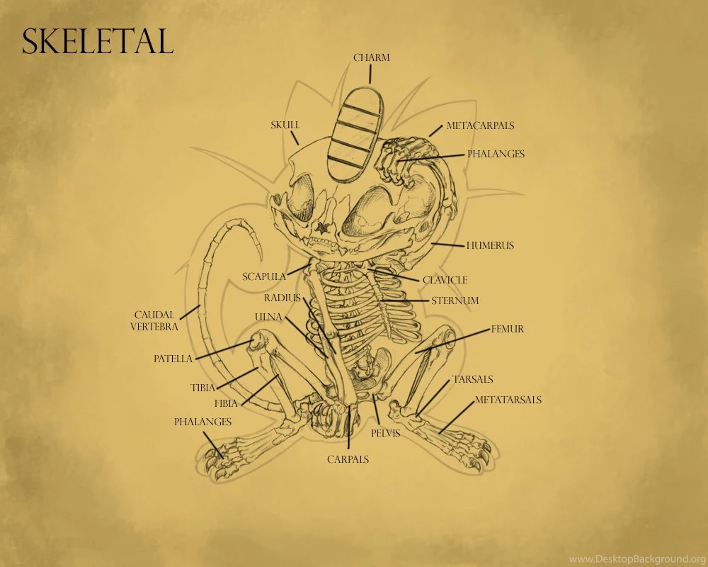 DeviantArt: More Like Meowth Anatomy By AlexTehArteest