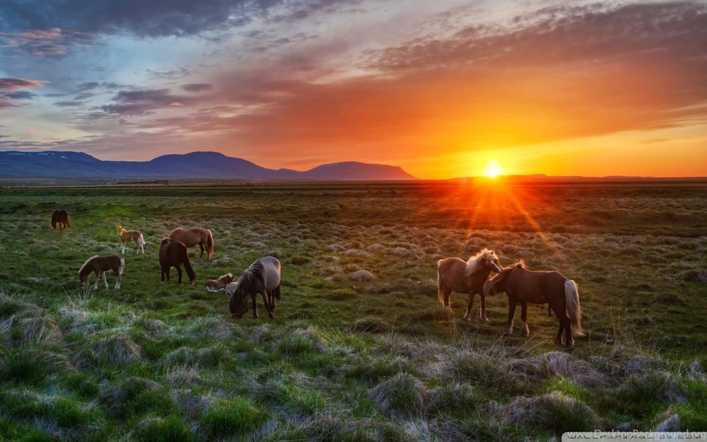 Wild_horses_at_sunset wallpaper 1920x1200.jpg