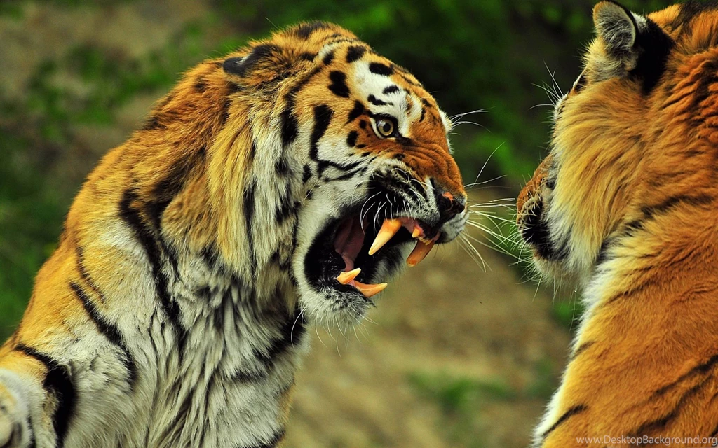 Wild Tiger Hd Wallpapers For Desktop