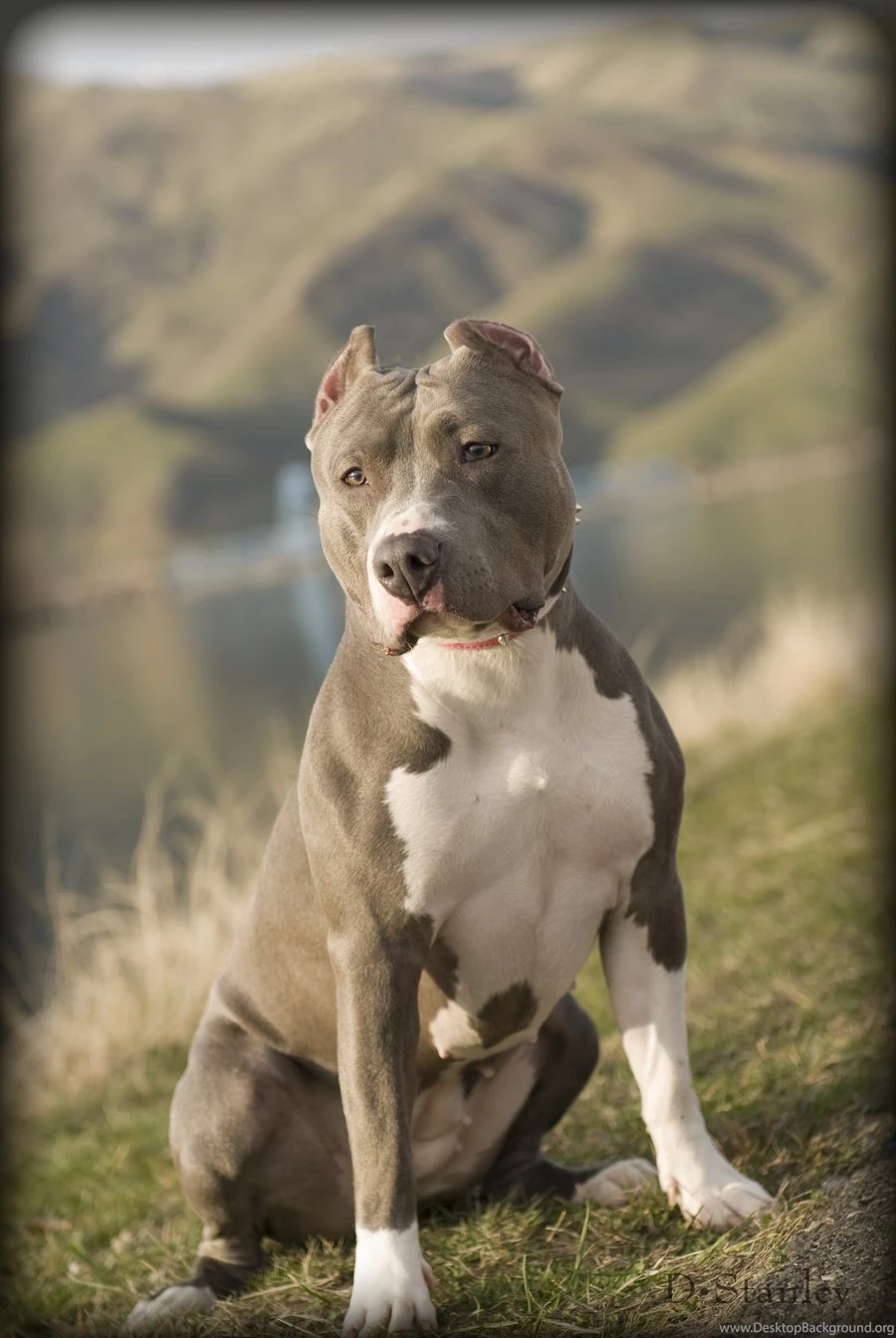 Blue Nose Pit Bull By DonStanley On DeviantArt