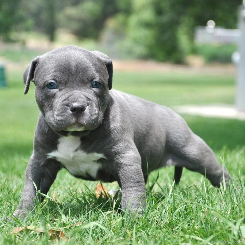 Blue paul terrier puppies shop for sale