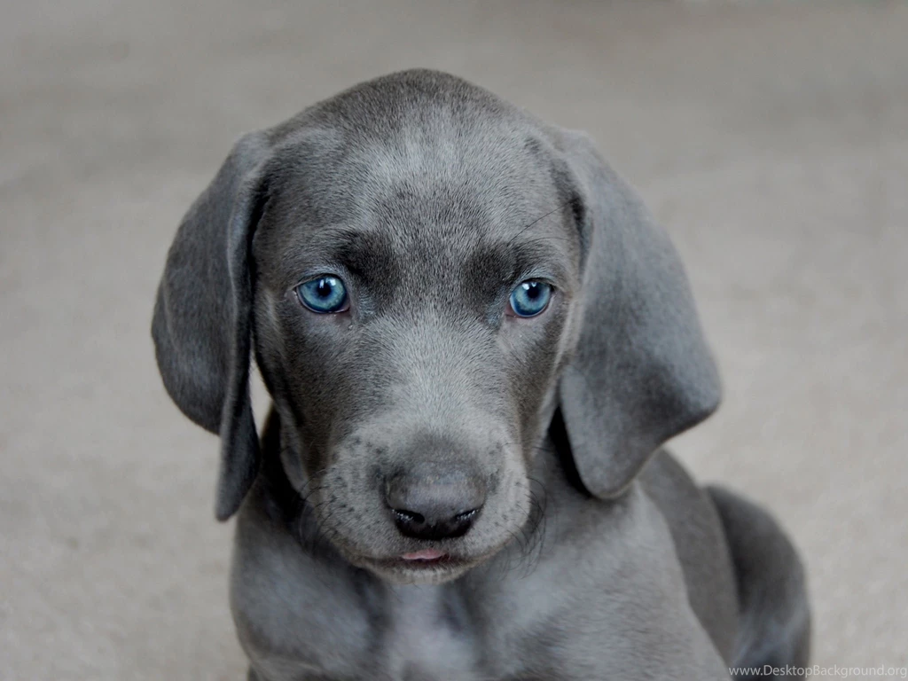 Pictures Of Blue Pitbull Puppies   HD Wallpapers And Pictures