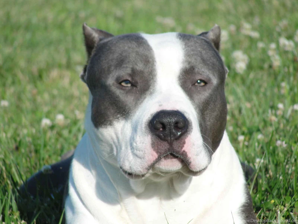 American Pitbull Dogs Wallpapers