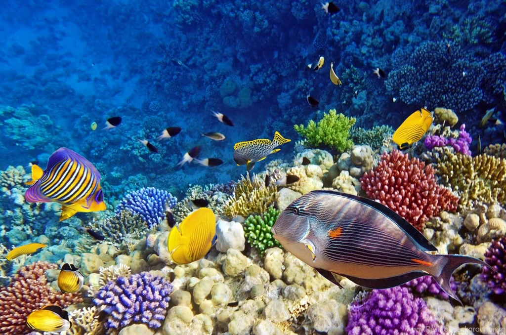 Coral Reefs For Wallpapers 10390 Pacify Mind