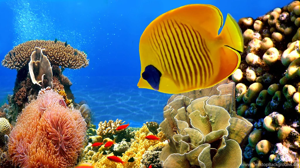 2560x1440 Coral Reef Wallpapers