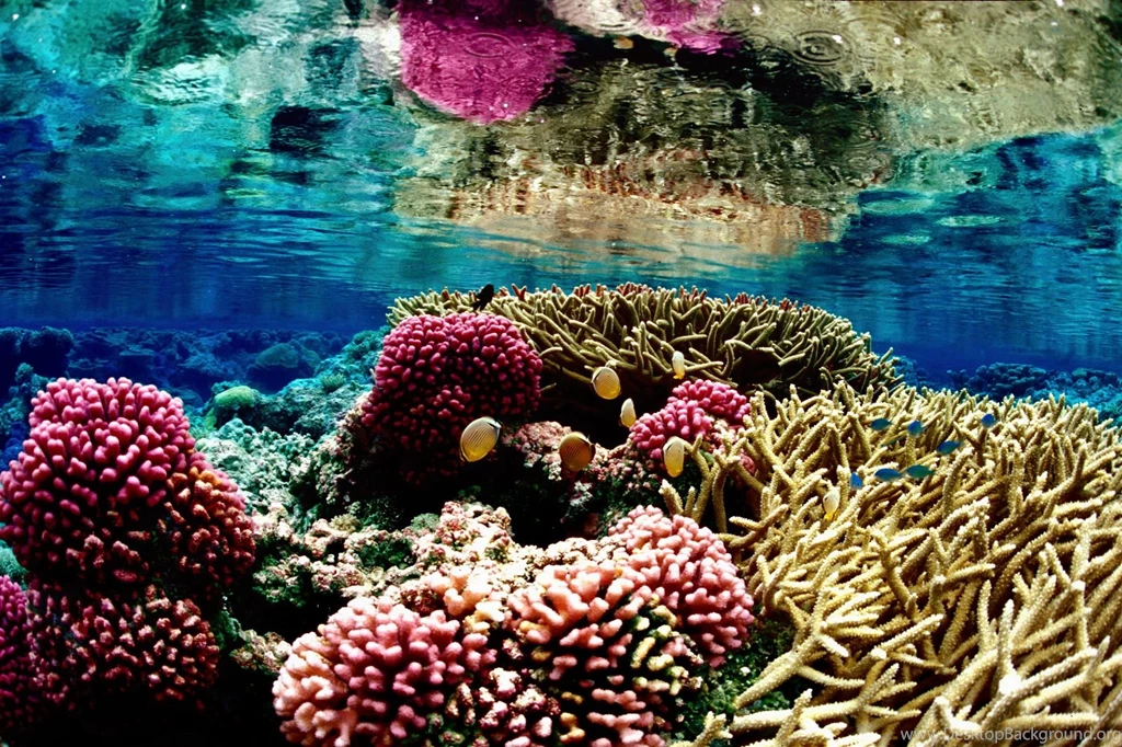 Beautiful Coral Reef (id: 58077) – BUZZERG