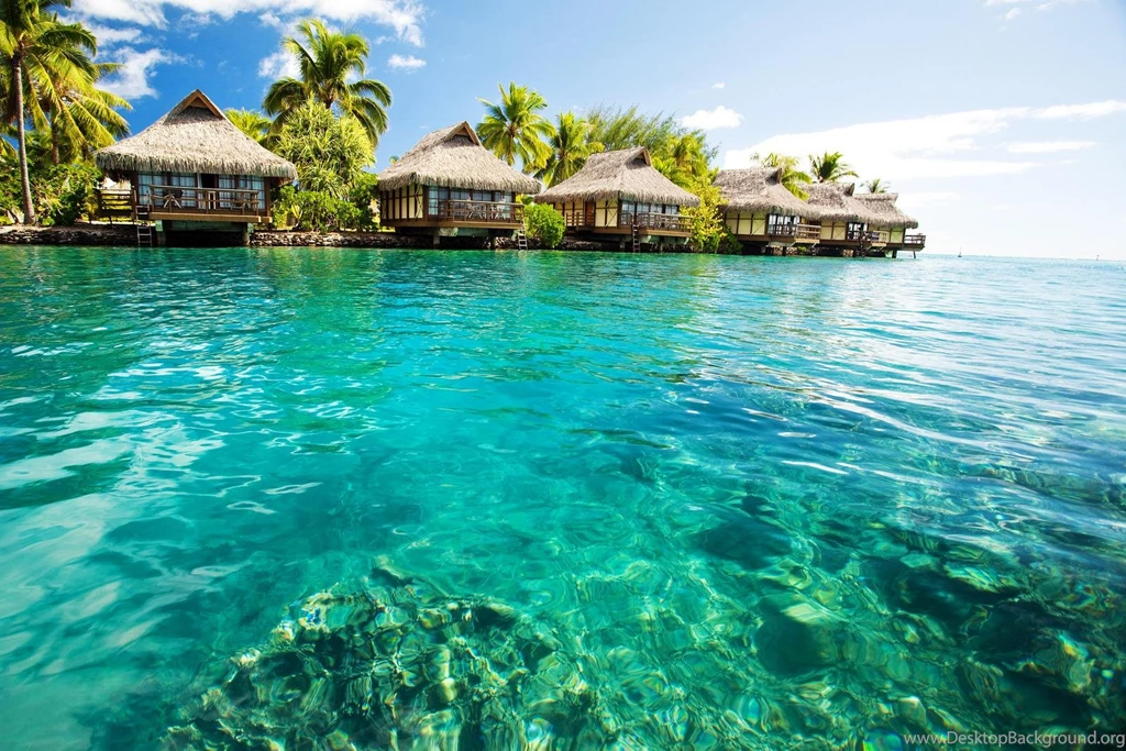 Coral Reef At Moorea Island (