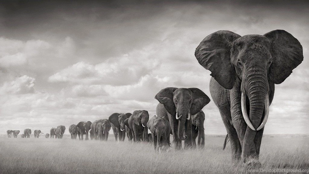 Awesome Elephant Wallpapers For Your Desktop   Magazine Fuse