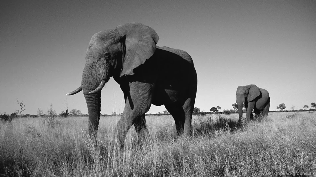 HD Elephants Wallpapers And Photos