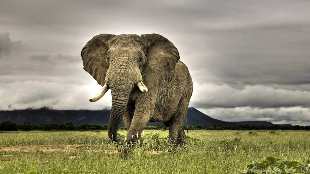 Wallpapers White Lion Elephant Hd Animals 1920x1080