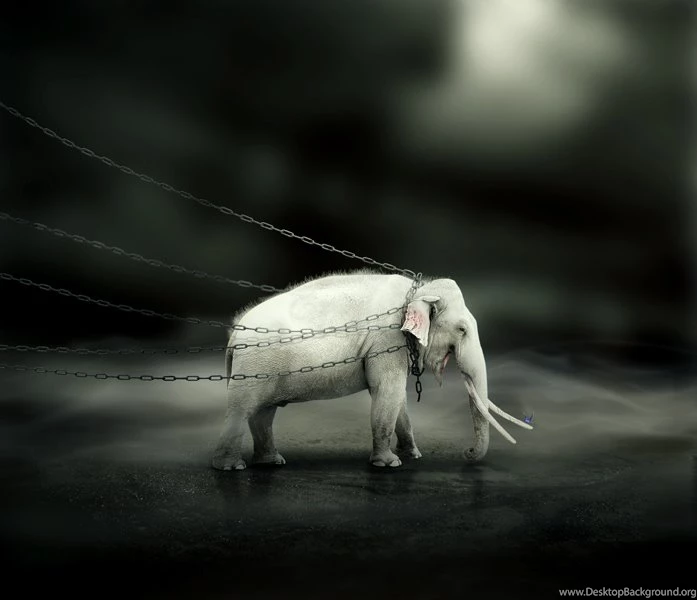 The White Elephant By ENZZOK On DeviantArt