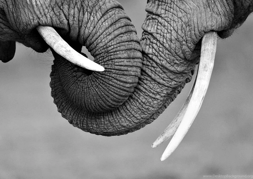 Elephants: Elephant Trunks Animals Photo Black White Full HD ...