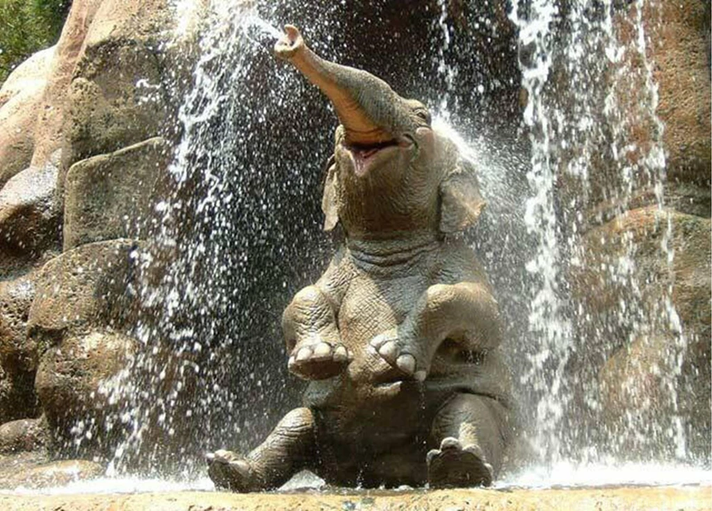 Elephant Relieved HD Desktop Wallpapers : Widescreen : High ...