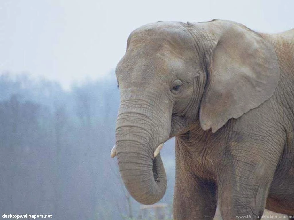 White Elephant Free Desktop Backgrounds Free Wallpapers Image
