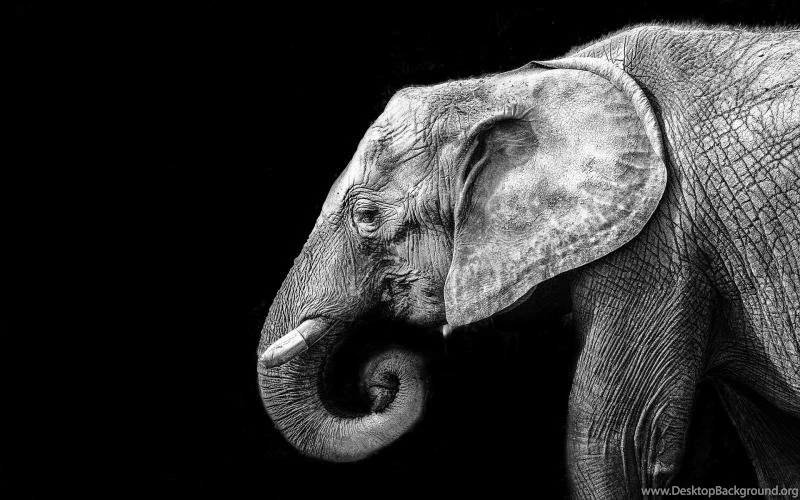 Elephant Free High Definition Wallpapers