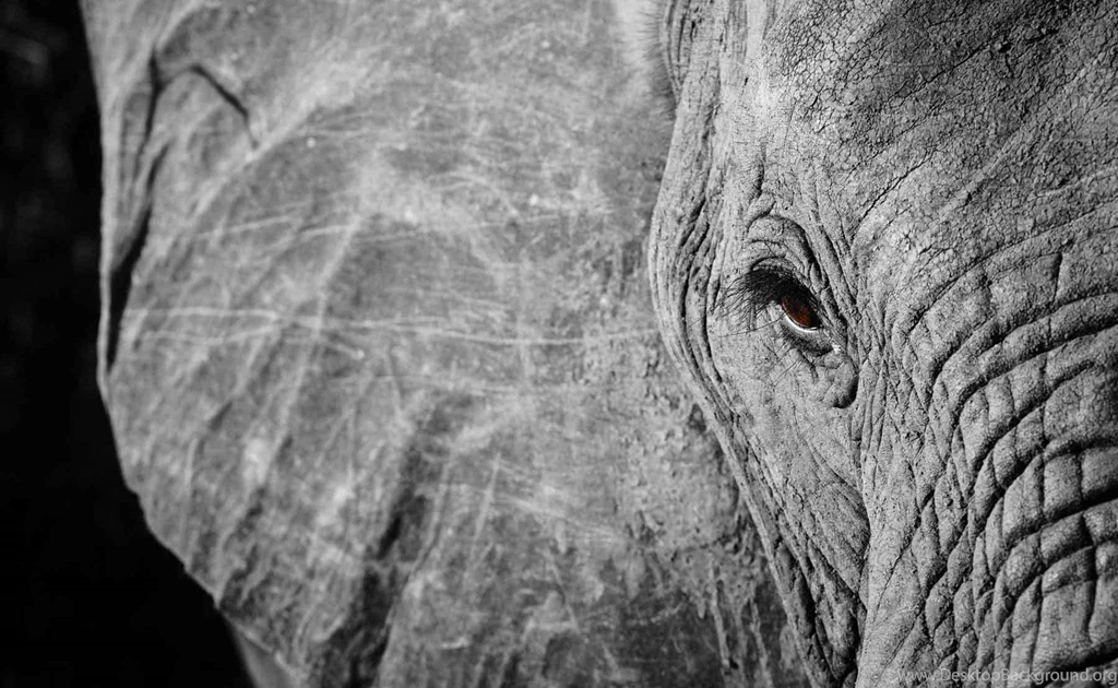 Mandela & The Elephant
