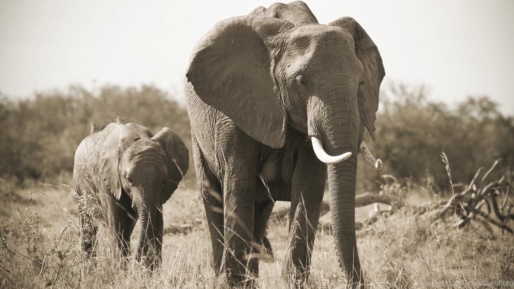 Download Wallpapers 3840x2160 Elephant, Nature, Black And White ...