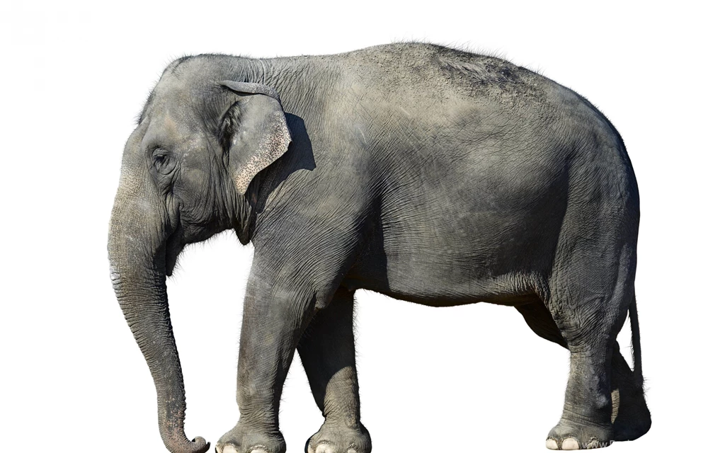 Download Wallpapers 3840x2400 Elephant, White Background, Large ...