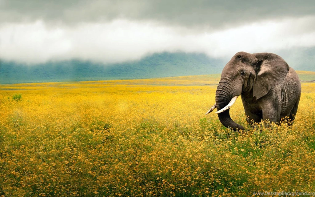Elephants Stands In Flower Farm