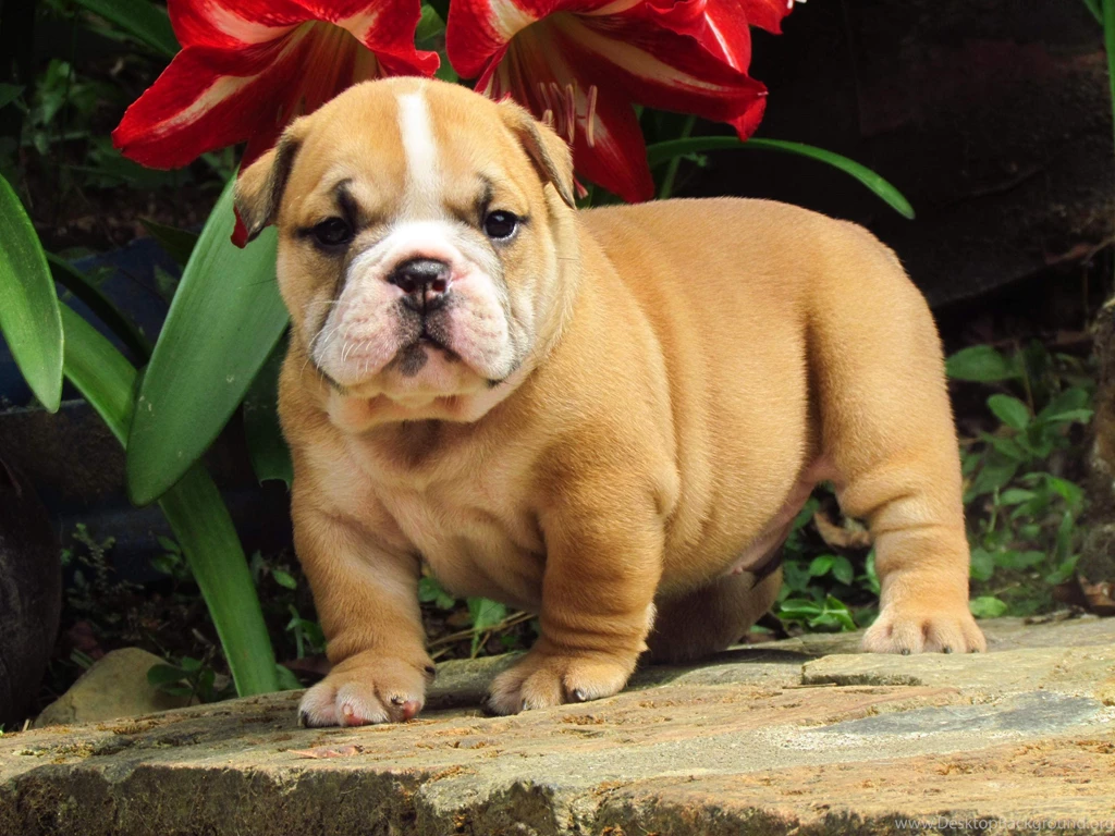 Bulldog Puppies Wallpaper.
