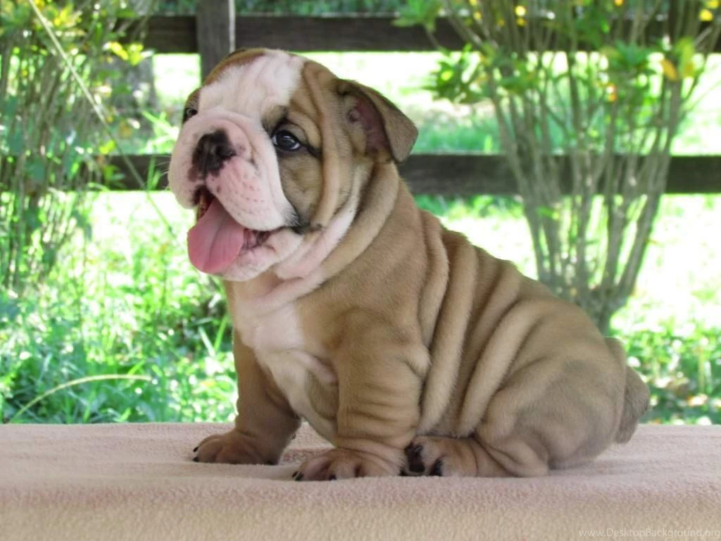 Pins For: Bulldog Puppies From Pinterest