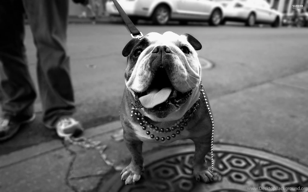 English Bulldog Wallpapers Animal Wallpapers