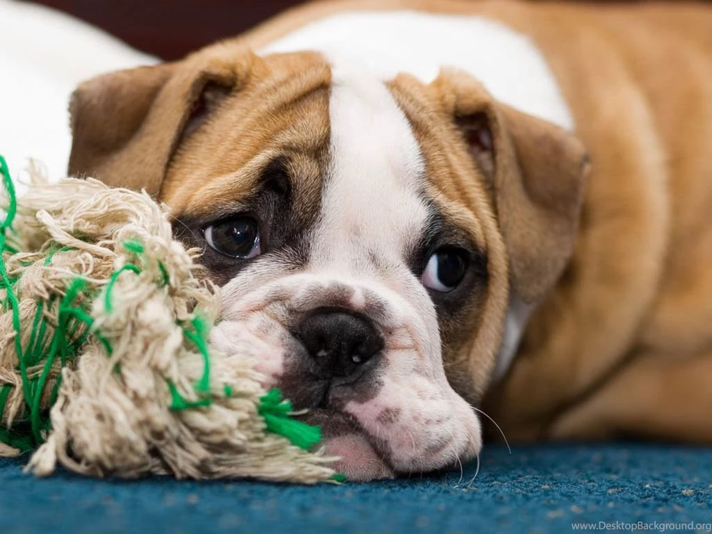 Cute Bulldog Wallpapers ImgMob