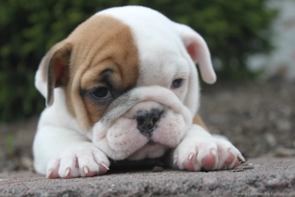 Sad English Bulldog Puppy Wallpapers And Images Wallpapers ...