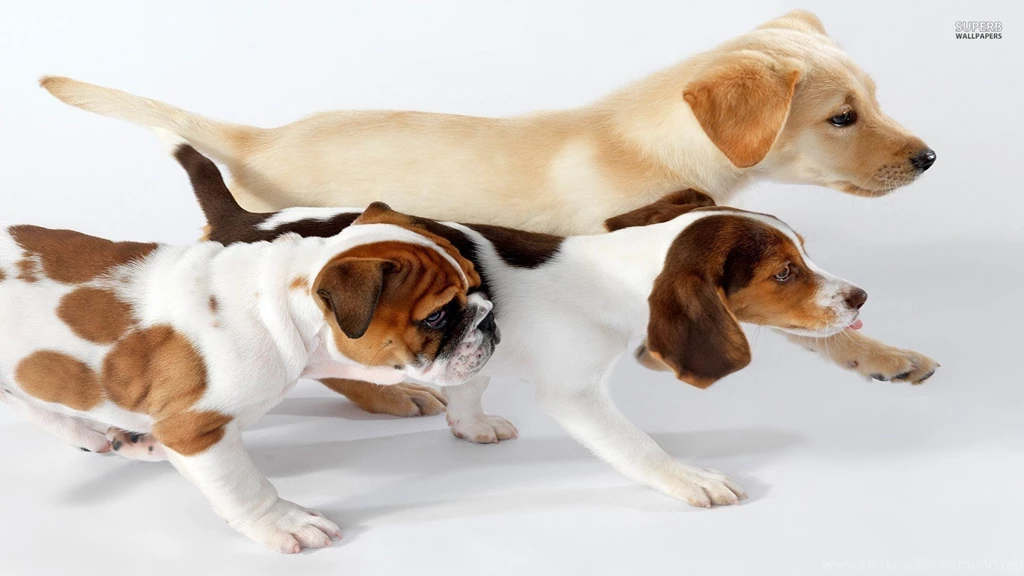 Golden Retriever, Beagle And English Bulldog Puppies Wallpapers ...