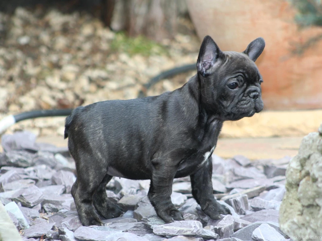 Bulldog Puppy HD Wallpapers