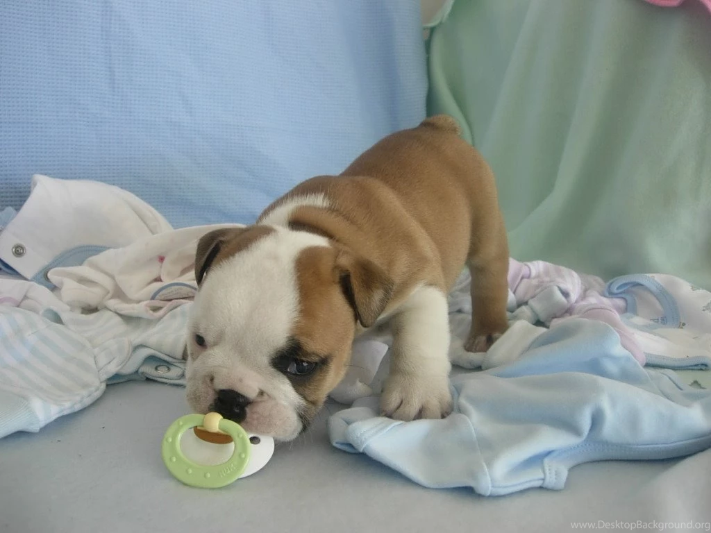 Bulldog Puppies