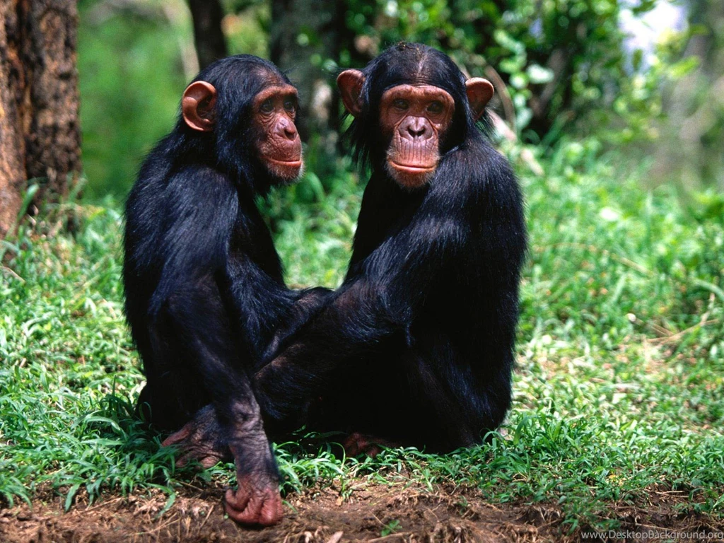 Chimpanzee Wallpapers Animals Town