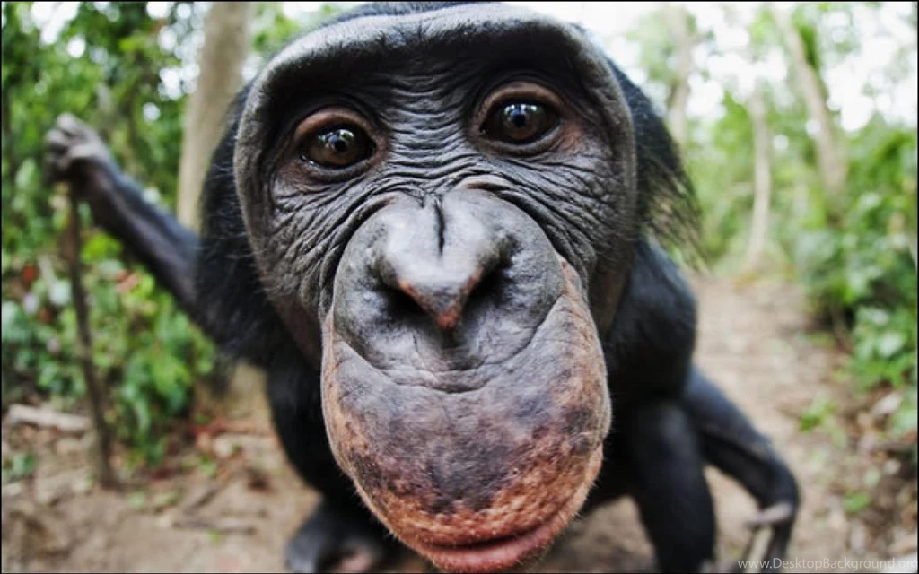 Chimpanzee HD Wallpapers