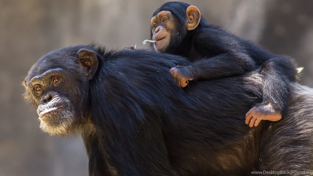 Justpict.com Cute Chimpanzee Wallpapers