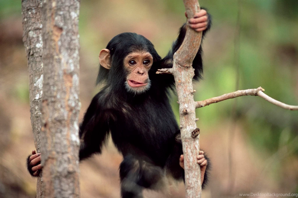 Chimpanzee HD Wallpapers Desktop HD Backgrounds