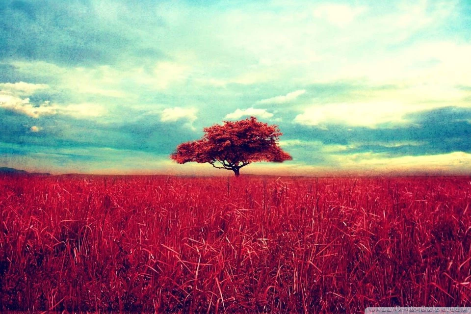 Lone Red Tree HD Desktop Wallpapers : High Definition : Fullscreen ...